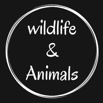 Wildlife Animals