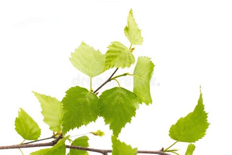 Birch leaves of the tree. stock image. Image of background - 31414093