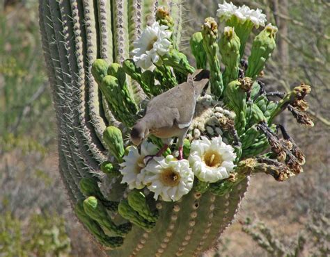 Desert Plants,Flowers,Trees | cini clips