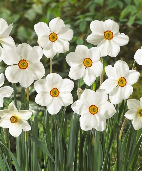 Flower Homes: Narcissus Poeticus Flowers