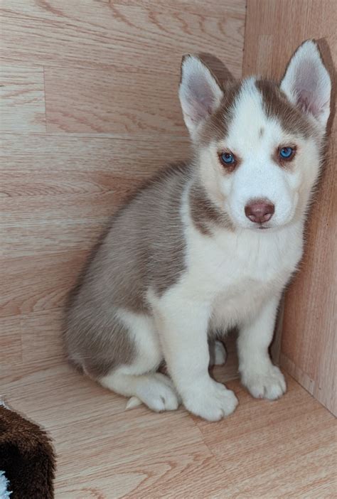 Sakhalin Husky For Sale in Fulton County (2) | Petzlover