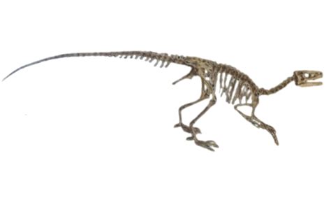 Ornitholestes skeleton by TheJurassicDragon on DeviantArt