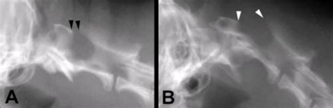 Atlantoaxial instability - Canada West Veterinary Specialists