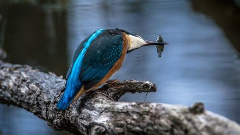 Top 10 Most Beautiful Birds in India [Updated in 2021] - TheDailyNotes