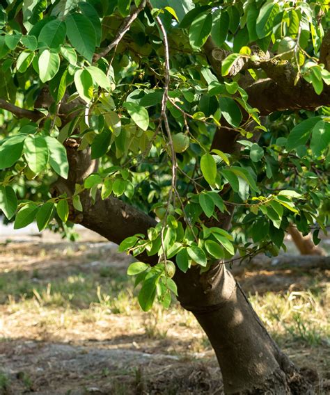 Cherimoya care and growing guide: how to grow custard apples | Gardeningetc