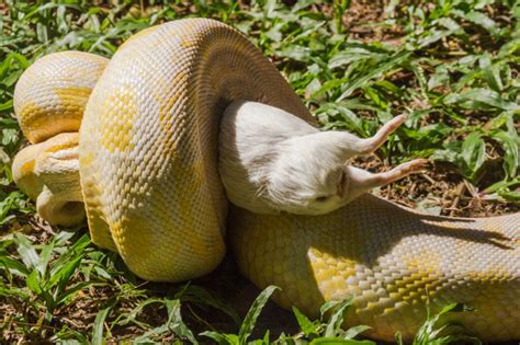 SNAKE ATTACK: 20ft python bites and chokes owner | Daily Star