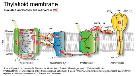 Antibodies to proteins involved in photosynthesis