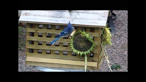 DIY... Bird feeder house for small birds only! - YouTube