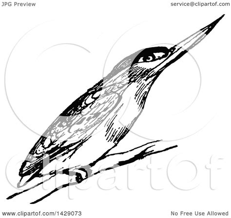 Clipart of a Vintage Black and White Kingfisher Bird - Royalty Free Vector Illustration by ...