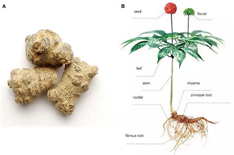 Panax Notoginseng Flower Tea Benefits - Why Drink Regularly?