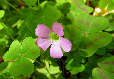 VIOLET WOOD SORREL: (Oxalis violacea). Photograph taken May 21, 2014 At the Jennings ...