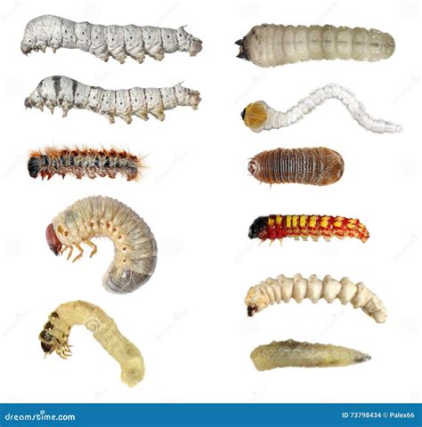 Insect Larvae Caterpillars Royalty-Free Stock Photography ...