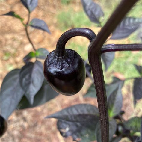 Black Cherry Bomb Pepper Seeds | Tyler Farms