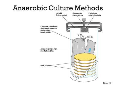 Anti anaerobic antibiotics