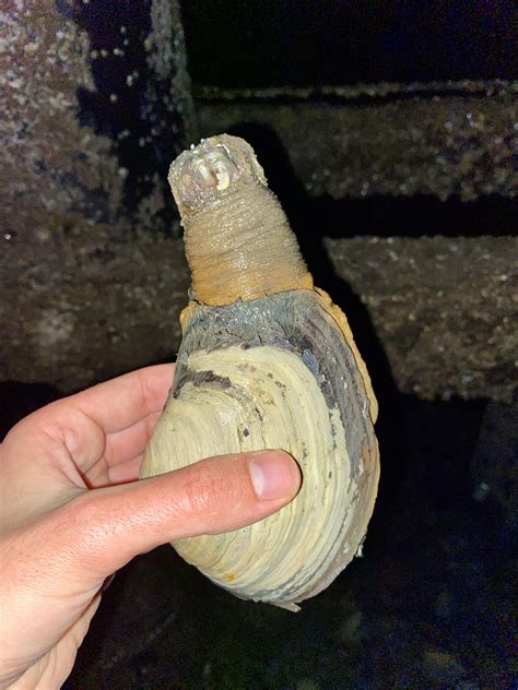 Horse clam, also known as a Pacific Gaper. Bellingham, WA : r/marinebiology