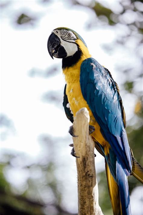 Parrot in Close Up · Free Stock Photo