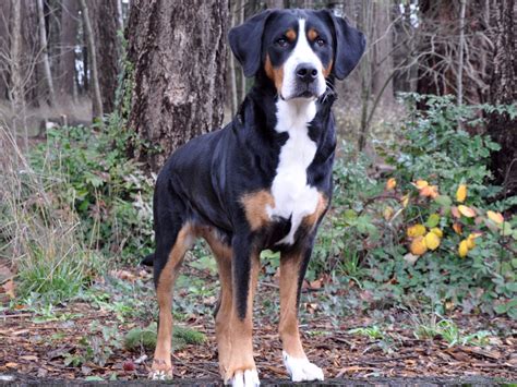 Greater Swiss Mountain Dog Puppies Texas / Greater Swiss Mountain Dog Puppies for Sale - YouTube ...