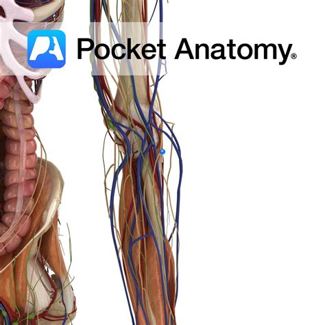 Posterior interosseous artery - Pocket Anatomy