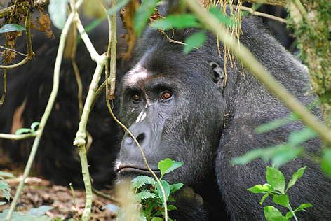 Eastern lowland gorilla | WWF