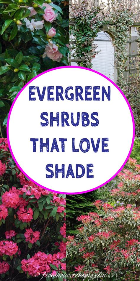 Evergreen Shrubs For Shade (That Look Good All Year)