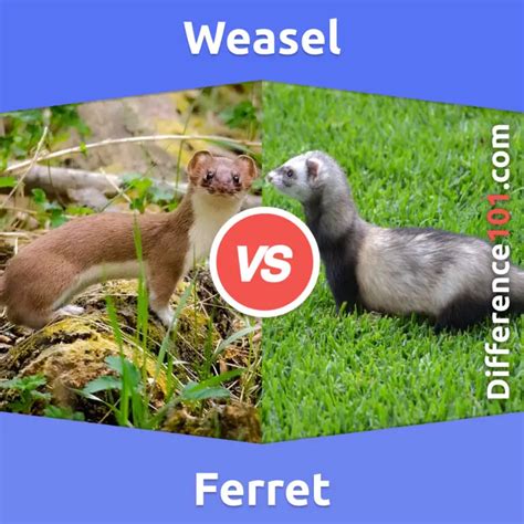 Weasel vs. Ferret: Key Differences, Pros & Cons, Similarities | Difference 101