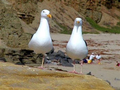 Free picture: seagulls, ocean, beach