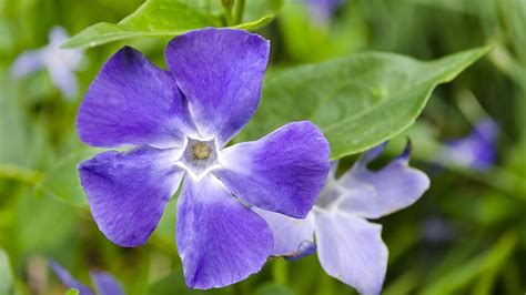 Periwinkle or Sadabahar Flower Has Many Health Benefits, Know Tips To ...