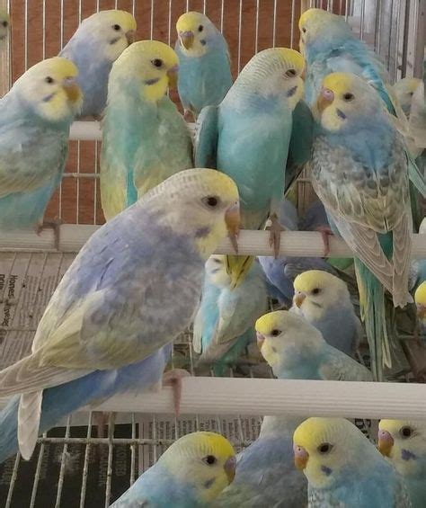 13 best Violet Budgies images on Pinterest | Budgies, Parakeets and Parrots