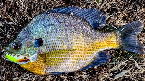 Best Baits for Bluegill Fishing - Wired2Fish