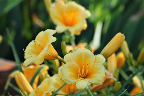 Yellow Daylilies In Garden Free Stock Photo - Public Domain Pictures