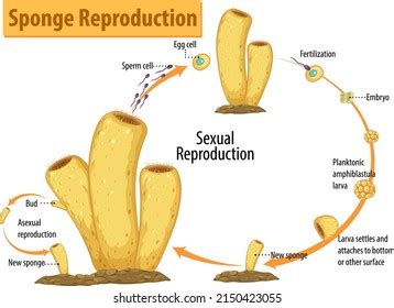 Diagram Showing Sponge Reproduction Illustration Stock Vector (Royalty ...