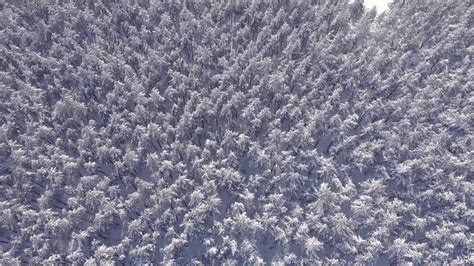 Aerial view low flight over snowy spruce forest in winter. Aerial shot large pine forest covered ...