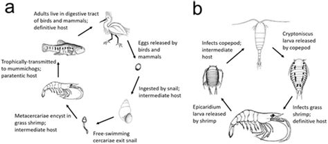 a: Life cycle diagram for the parasitic isopod Probopyrus... | Download ...