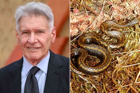 Harrison Ford Has New Species of Snake Named After Him