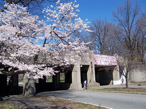 Branch Brook Park: Cherryblossomland