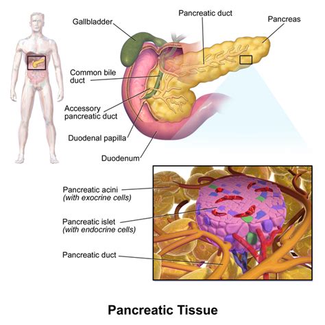 The Pancreas | Boundless Anatomy and Physiology