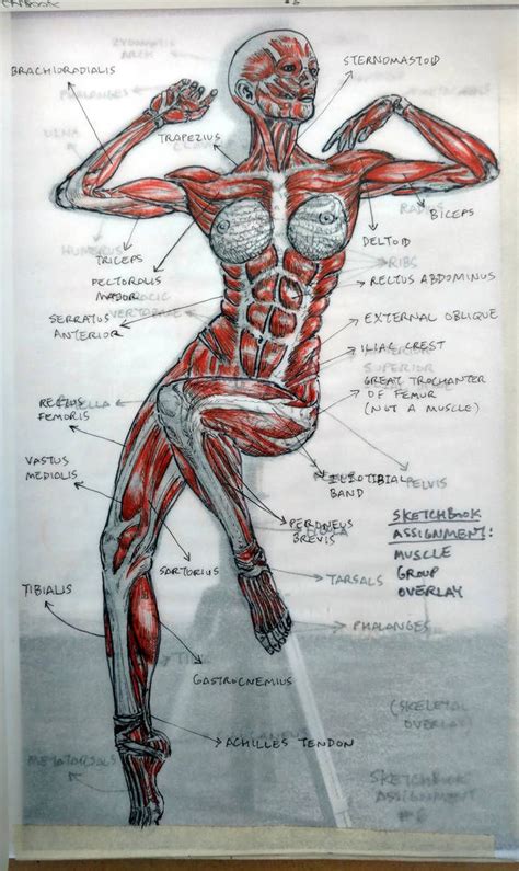 Human Anatomy Drawing Reference Pdf - Artstation Namgwon Anatoref Anatomical Koibana Beginners ...