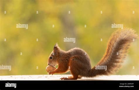 Red Squirrel is eating a walnut Stock Photo - Alamy