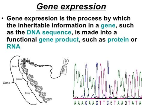 Gene Expression Lesson 2