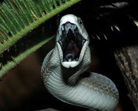 Black Mamba Snake Bites, Venom, Images, and Information | hubpages