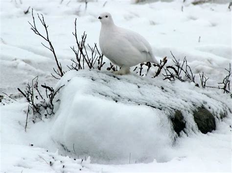 Fun Willow Ptarmigan Facts For Kids | Kidadl