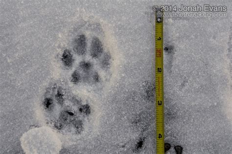 Identifying Animal Tracks in Snow – 5 Common Backyard Species ...