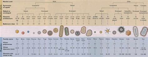 Virologyonline: Virus classification http://www.nlv.ch ...