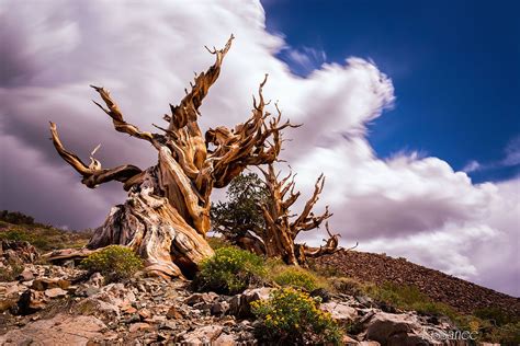 Pinyon Pines Ca | Bristlecone pine, The ancient one, Bristlecone pine forest