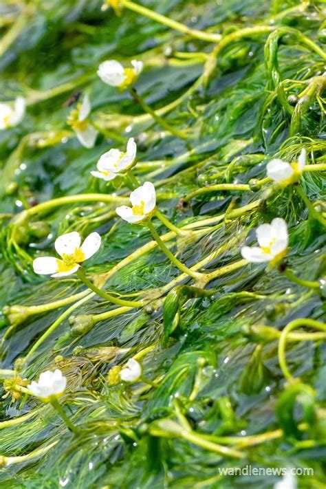 16 River Plants that are Common in the UK