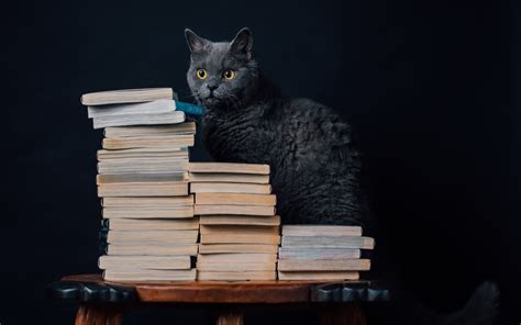 books, Cat, Animals Wallpapers HD / Desktop and Mobile Backgrounds