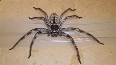 Hordes Of Huntsman Spiders Are Popping Up All Across Australia | lifewithoutandy