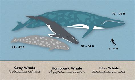 Humpback Whale Vs Blue Whale - Fototapete Humpback Whale Big Gray Whale ...