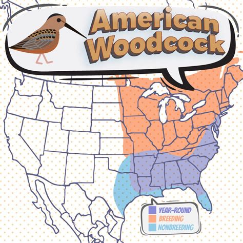 Woodcock Migration Map 2025 - Gaby Shandee