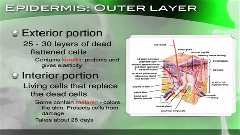 The Skin, its structure, function and response to injury - Section 34.1 - YouTube